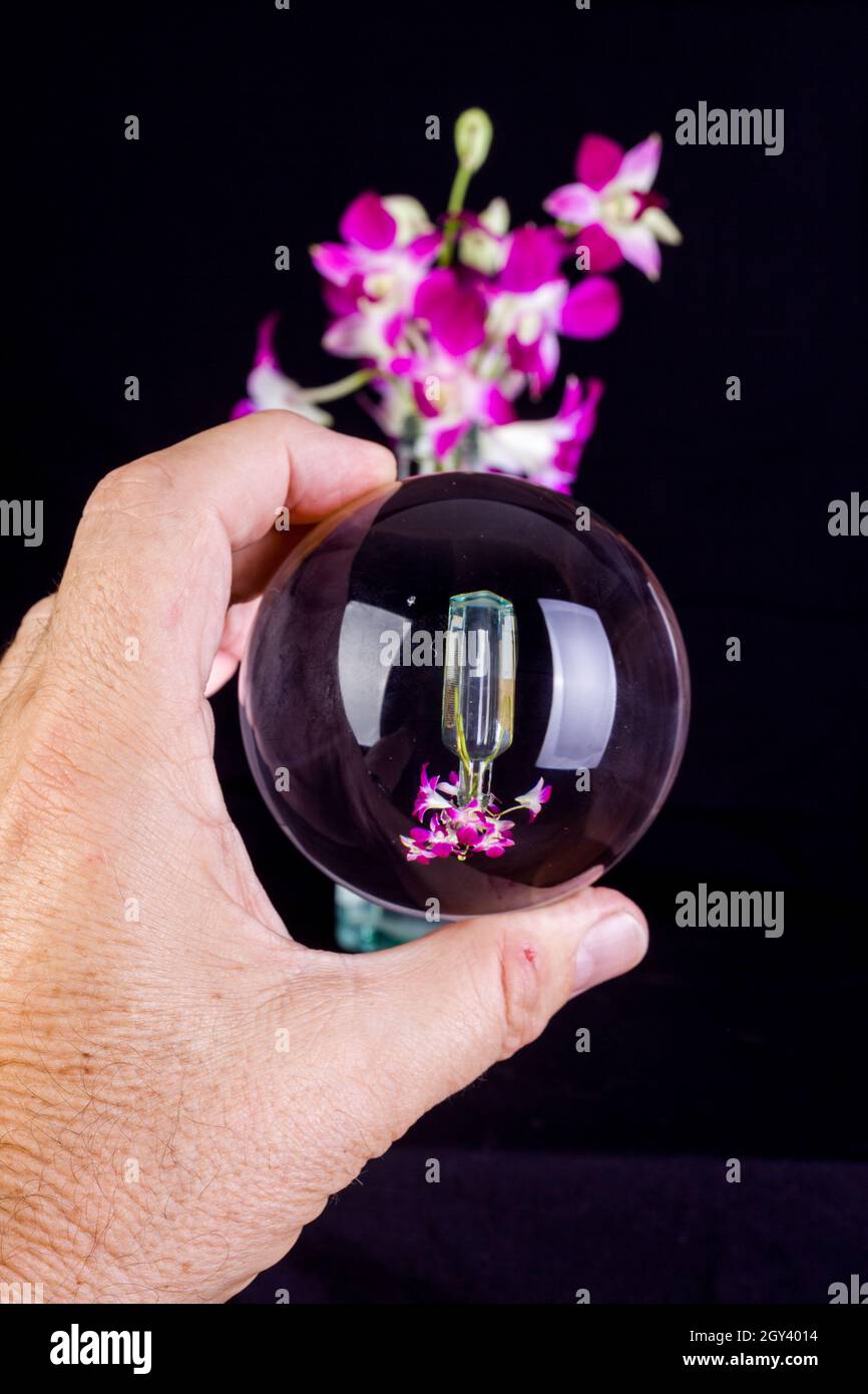 a photographic tool the lense ball  the flowers are Dendrobiums or dendrobium orchids are one of the most popular orchid types among home growers and Stock Photo
