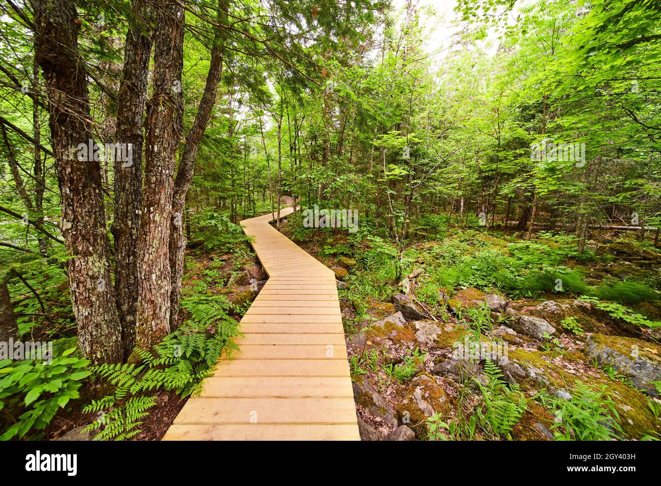 Stone wall forest dense hi-res stock photography and images - Alamy