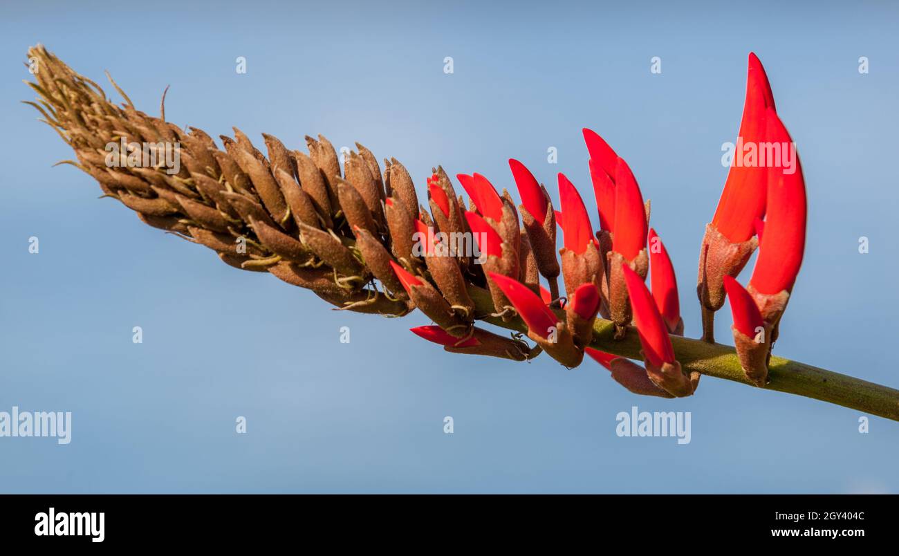 Heliconia psittacorum (parrot's beak, parakeet flower, parrot's flower, parrot's plantain, false bird-of-paradise) is a perennial herb native to the C Stock Photo