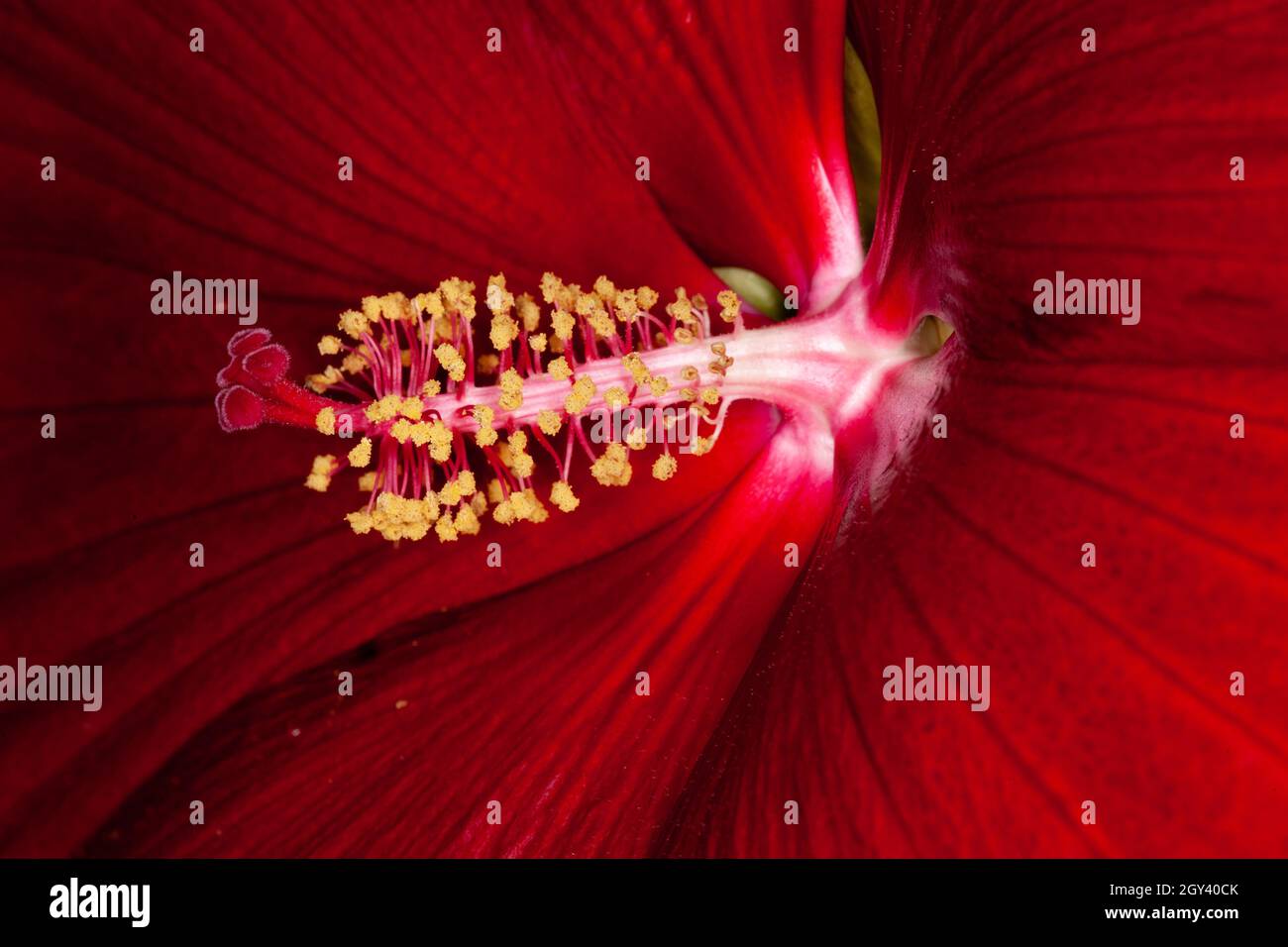 beautiful red hibiscus Stock Photo