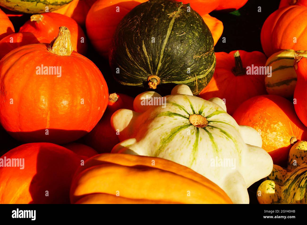 Colourful edible pumpkins are offered at a market. Stock Photo