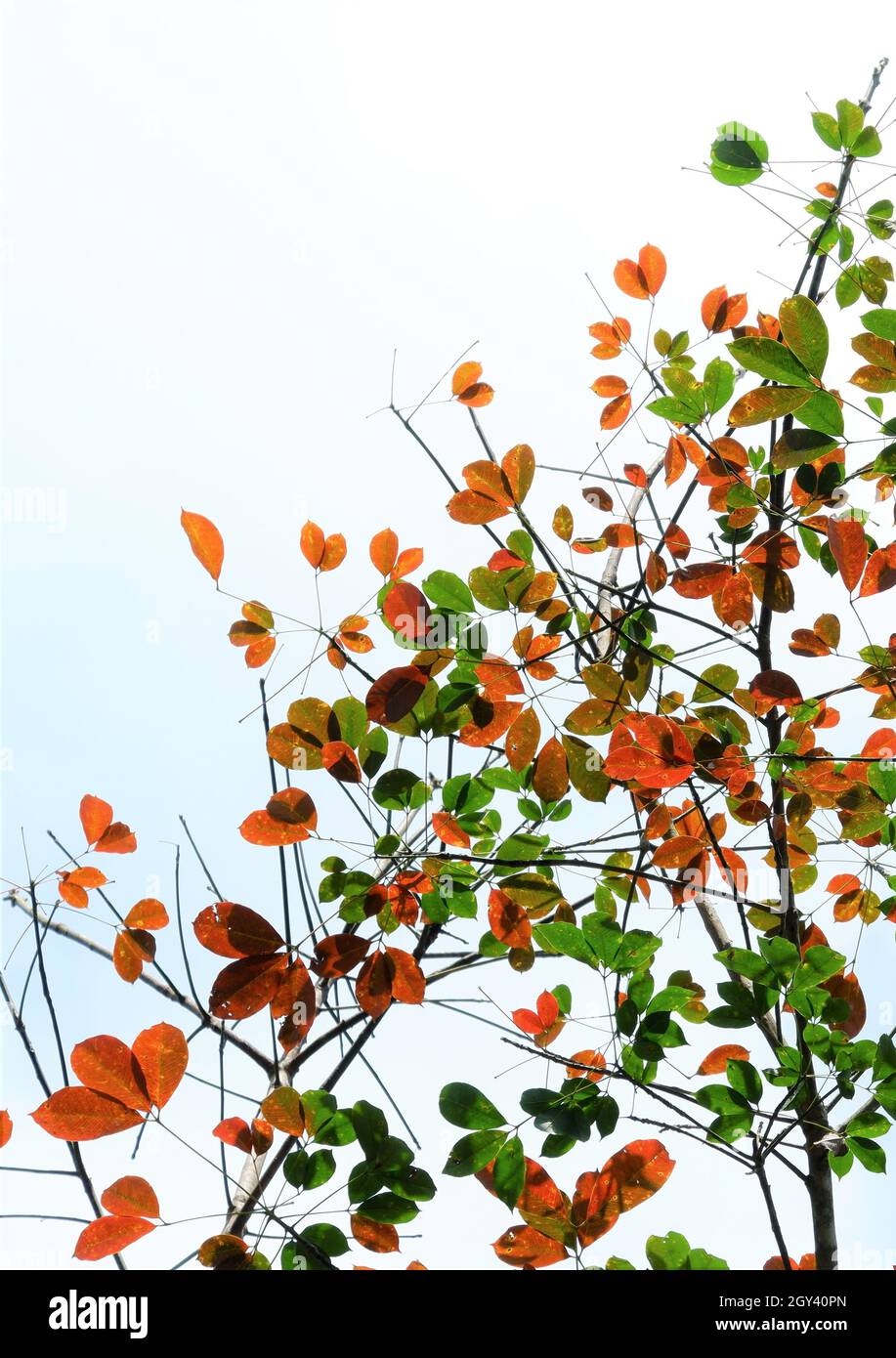 The colorful leaves of the changing seasons Stock Photo - Alamy