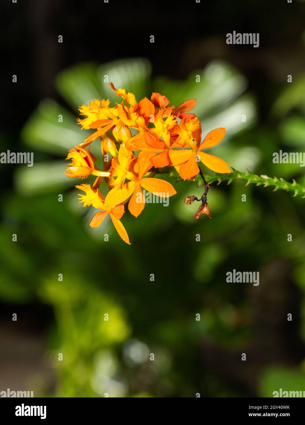 EPIDENDRUM IBAGUENSE (CRUCIFIX ORCHID) - ORANGE easy orchid for beginners Stock Photo