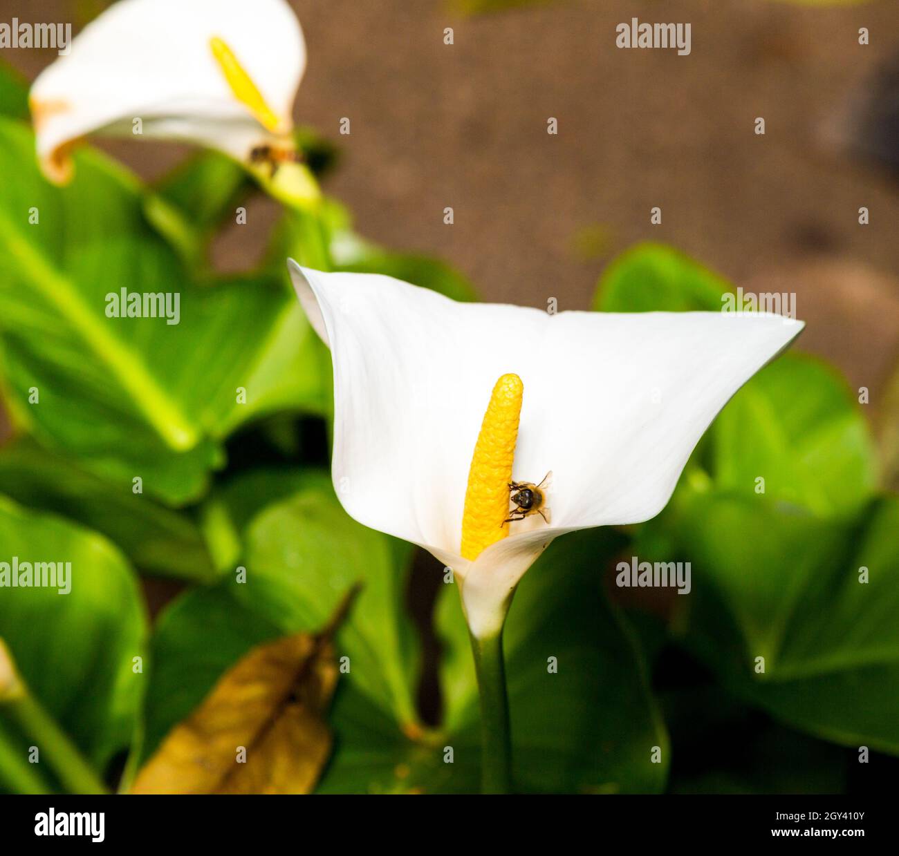 Arum lily often used at funerals. Also called peace lily. Stock Photo
