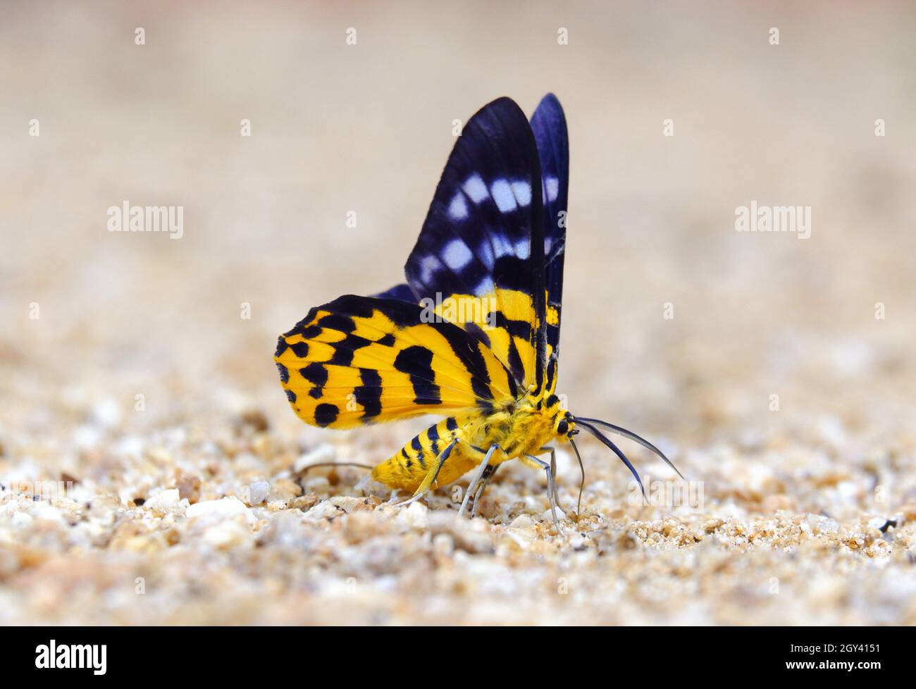 Dysphania militaris moth on the sand yard Stock Photo