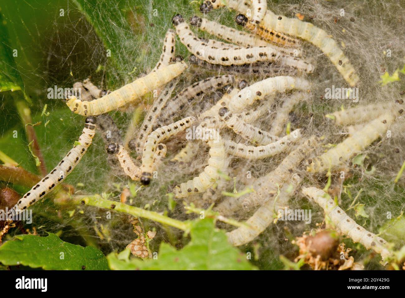 Birdcherry ermine moth larvae Stock Photo Alamy