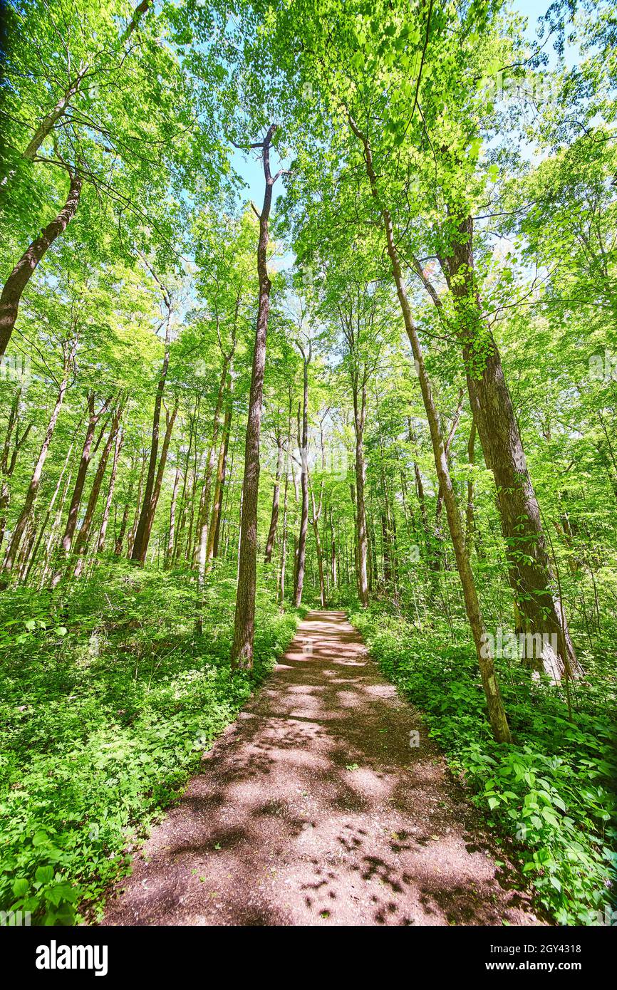 Dirt walking path through open green forest Stock Photo