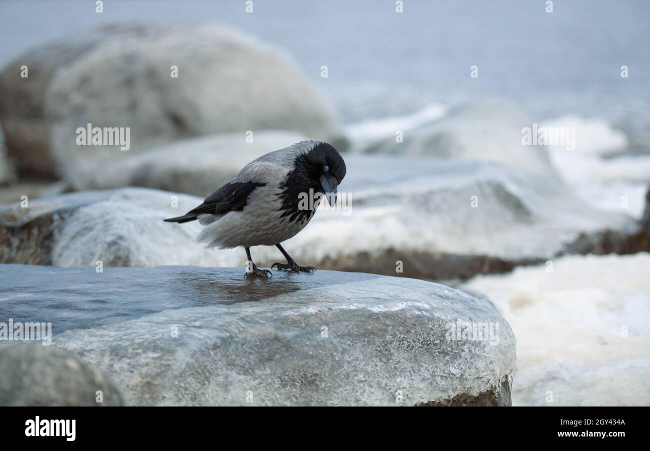 Closeup of a crow standing on ice in winter. Frozen rocks by the sea. Corvus corone cornix. Stock Photo