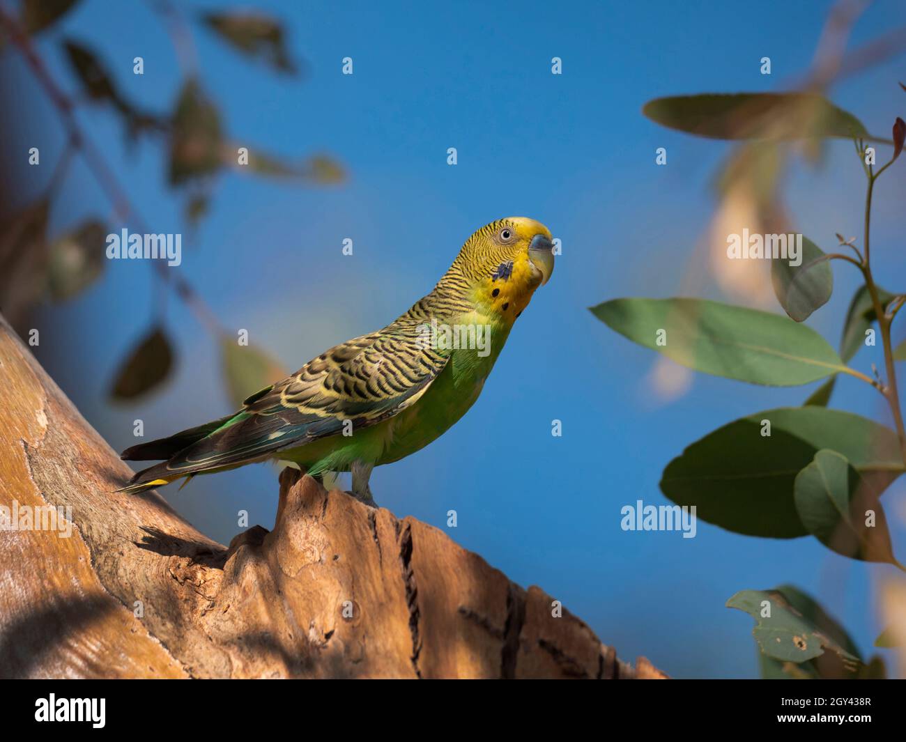 Budgerigar, Melopsittacus undulatus, perched in a tree in outback red centre Central Australia Stock Photo