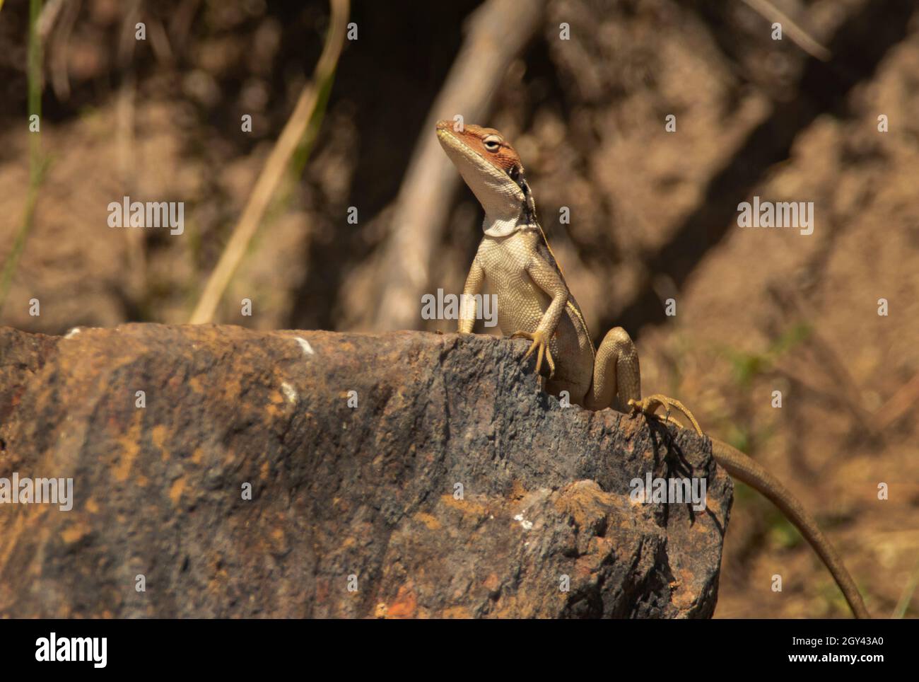 Canegrass Two-lined Dragon lizard standing on a rock in the Red Centre, Central Australia. Stock Photo