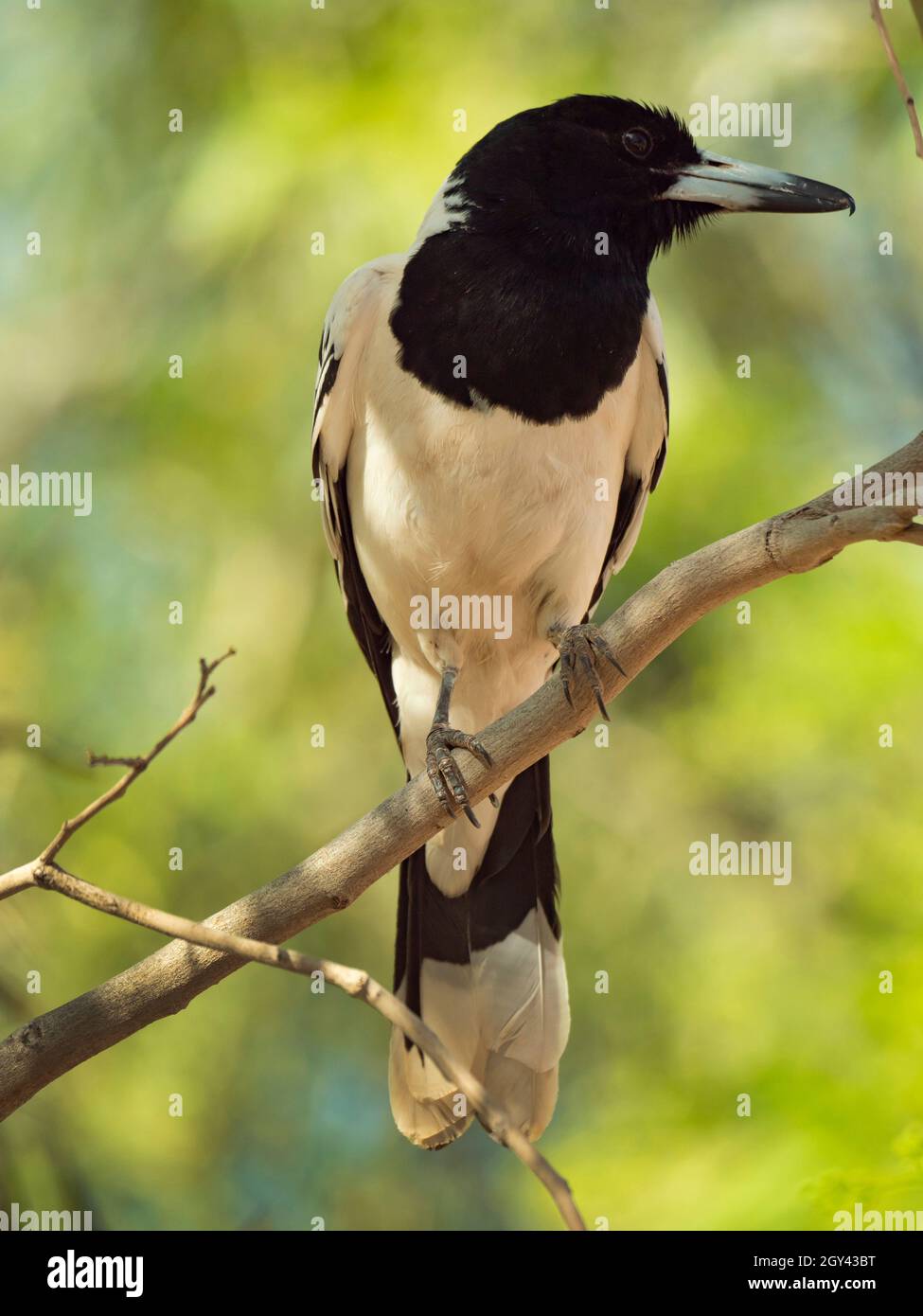 Pied Butcherbird, Cracticus nigrogularis, perched in a tree in outback Central Australia. Stock Photo