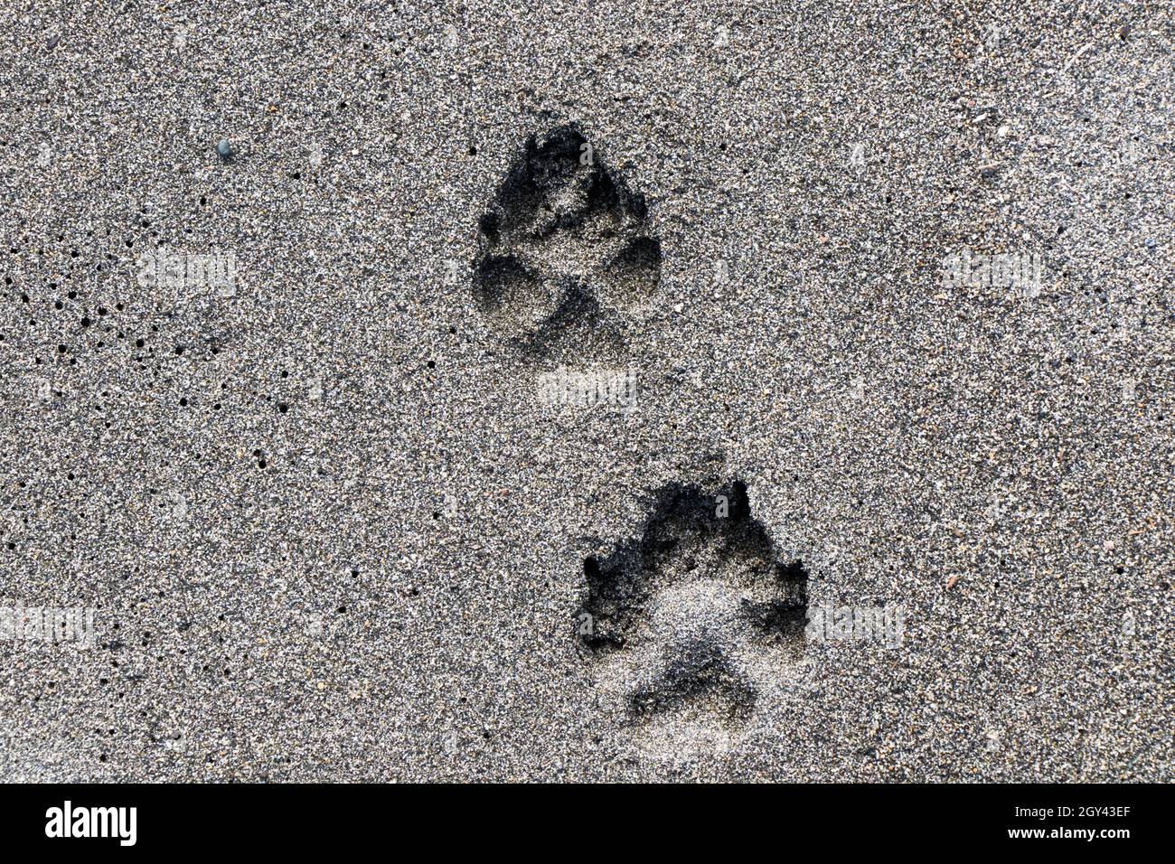 dog two fingerprint on the sand Stock Photo Alamy