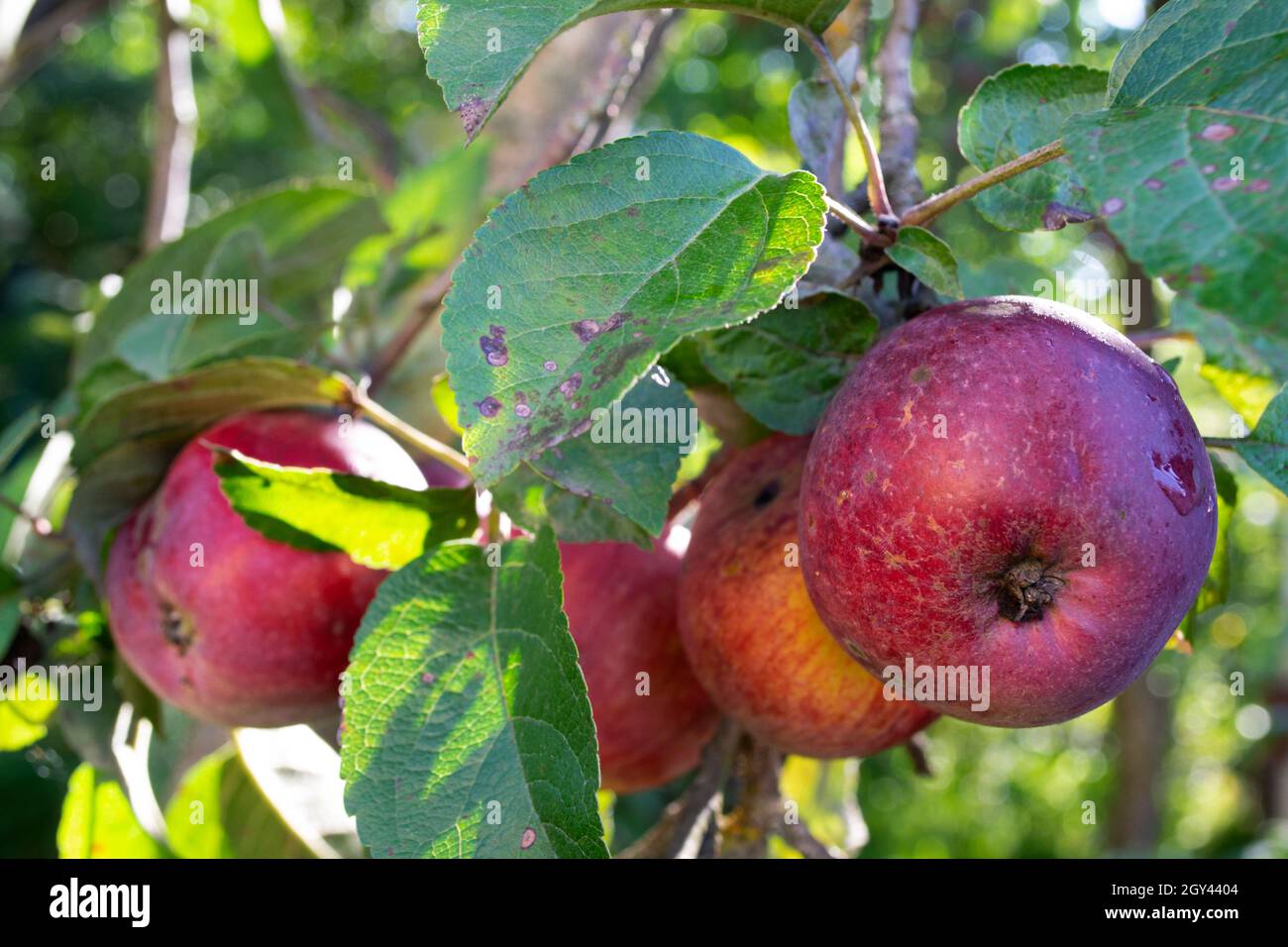 Apple ranch hi-res stock photography and images - Alamy