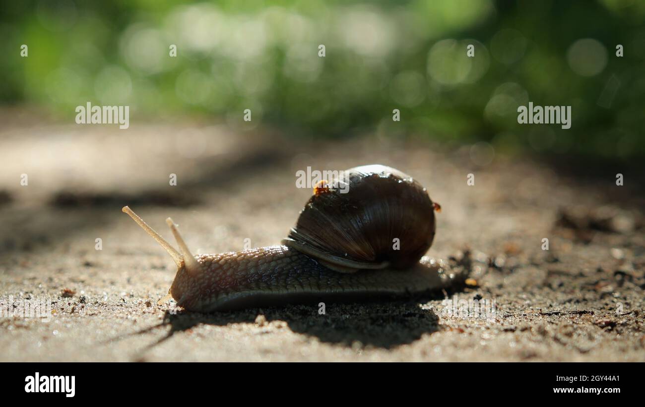 Macro: grape snail on a sandy surface Stock Photo