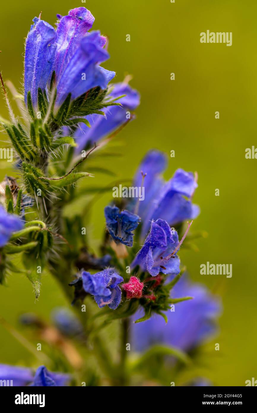 Echium vulgare flower growing in field, close up shoot Stock Photo