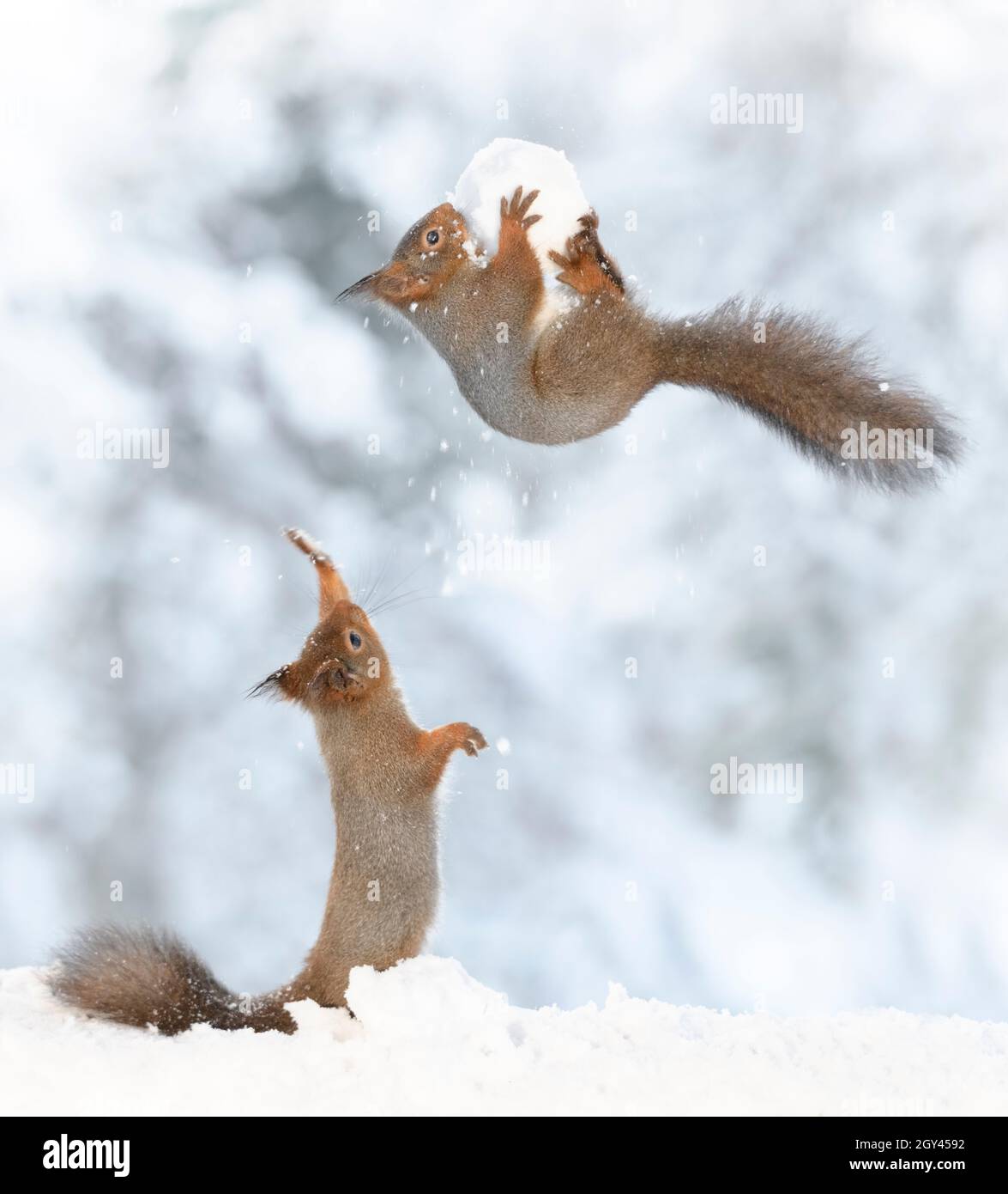 Red squirrels in snow are jumping with a snowball Stock Photo - Alamy