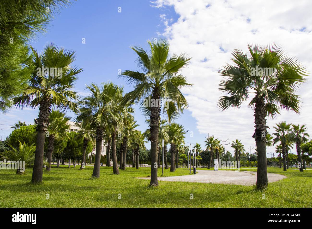 Palm trees in park of the beach, Anaklia, Georgia Stock Photo