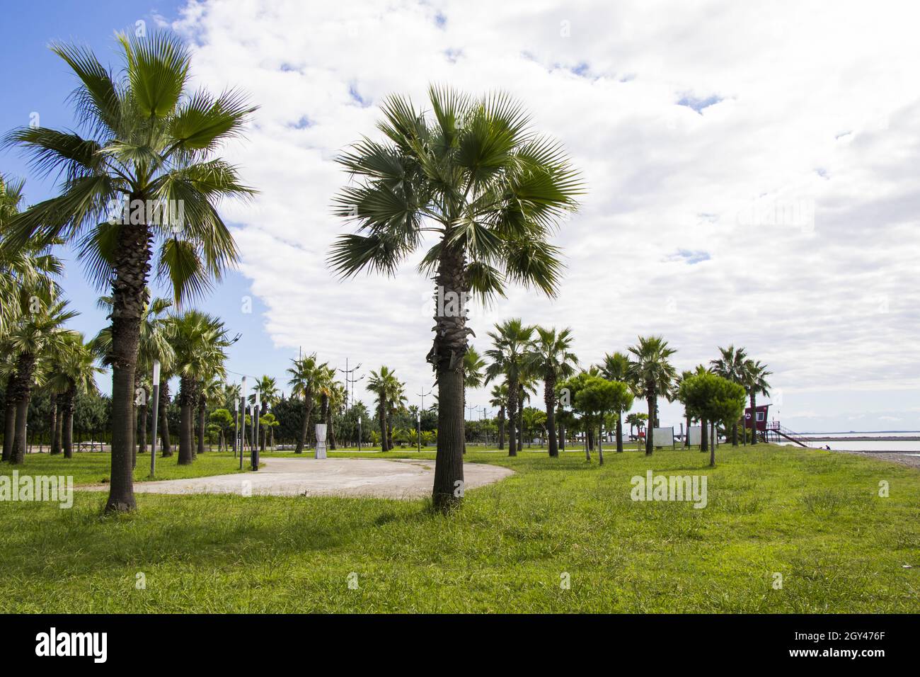 Palm trees in park of the beach, Anaklia, Georgia Stock Photo