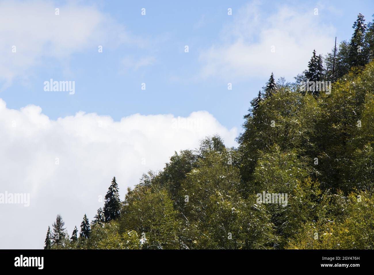 Forest view and landscape and blue cloudy sky Stock Photo - Alamy