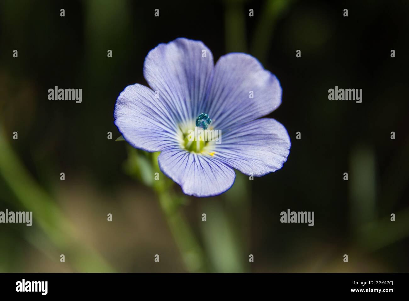 detail of the flax flower in the garden Stock Photo