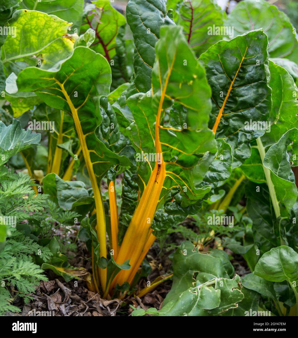 colorful chard plant in the organic garden Stock Photo