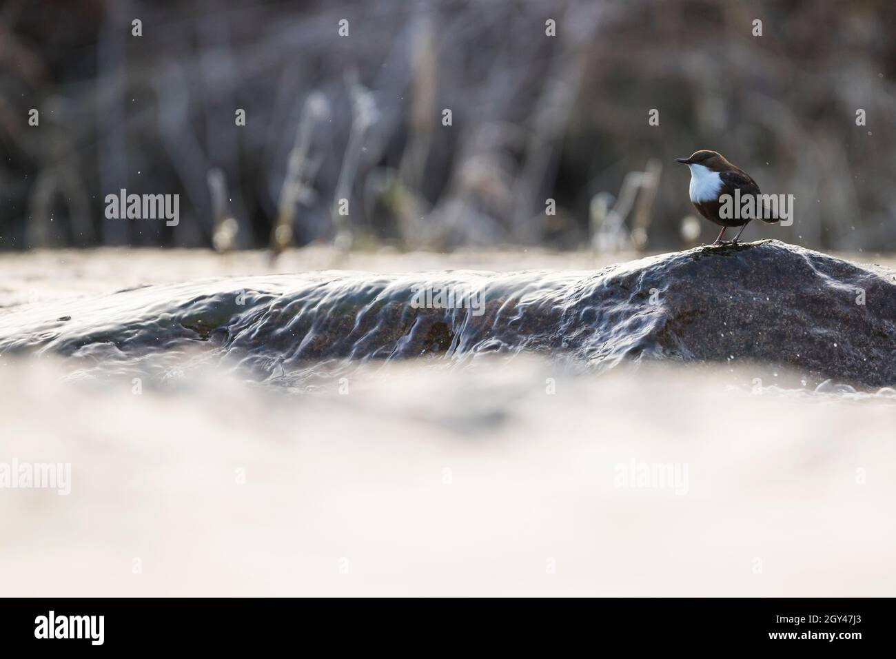 Dipper - Wasseramsel - Cinclus cinclus ssp. aquaticus, Germany, adult Stock Photo