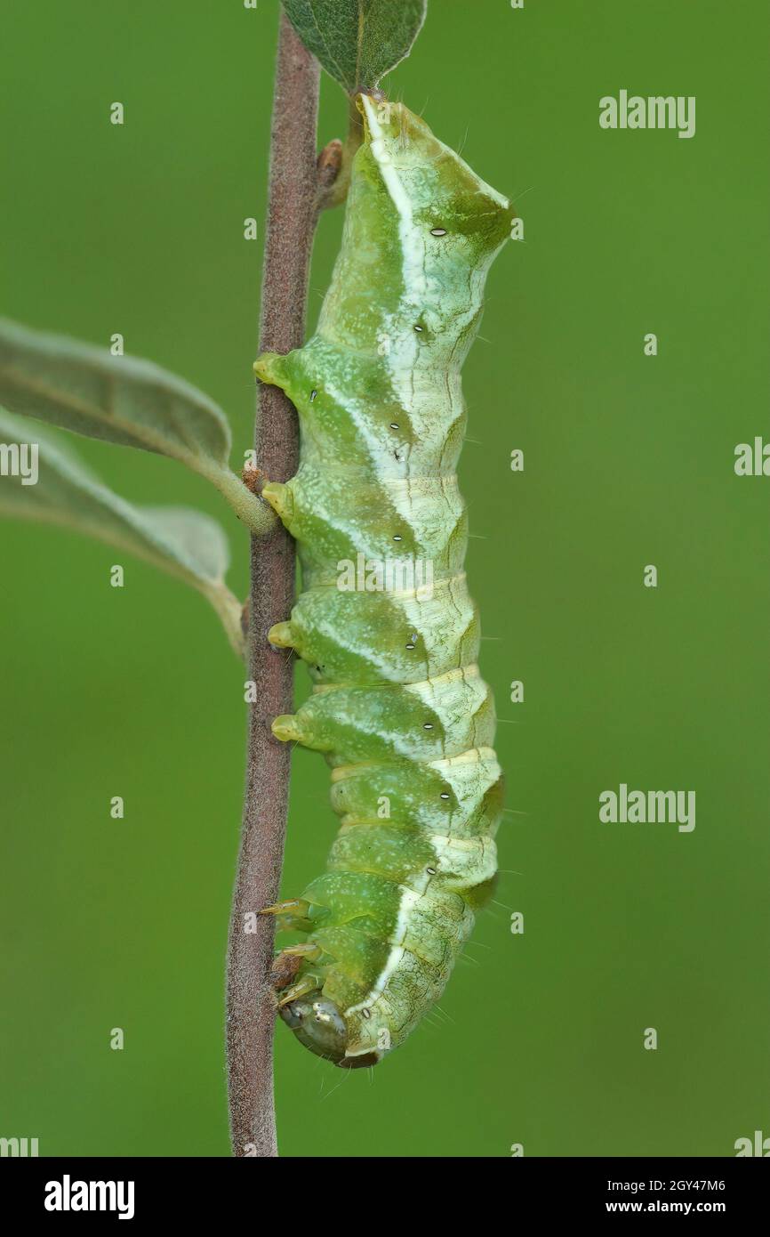 Closeup of the caterpillar of the Dot moth, Melanchra persicaria Stock Photo