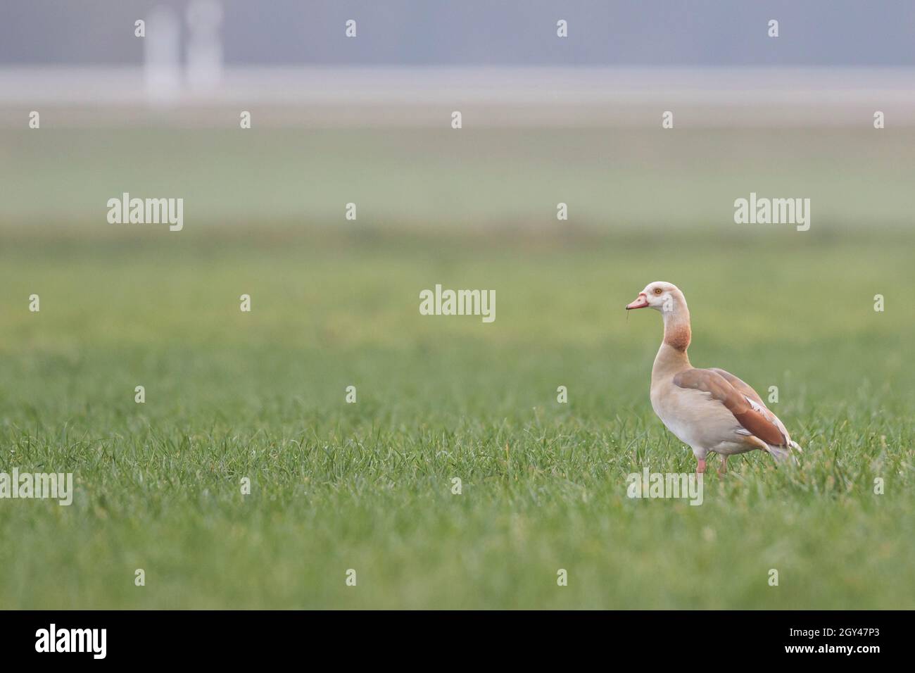 Egyptian Goose - Nilgans - Alopochen aegyptiaca, Germany, leucistic individual Stock Photo