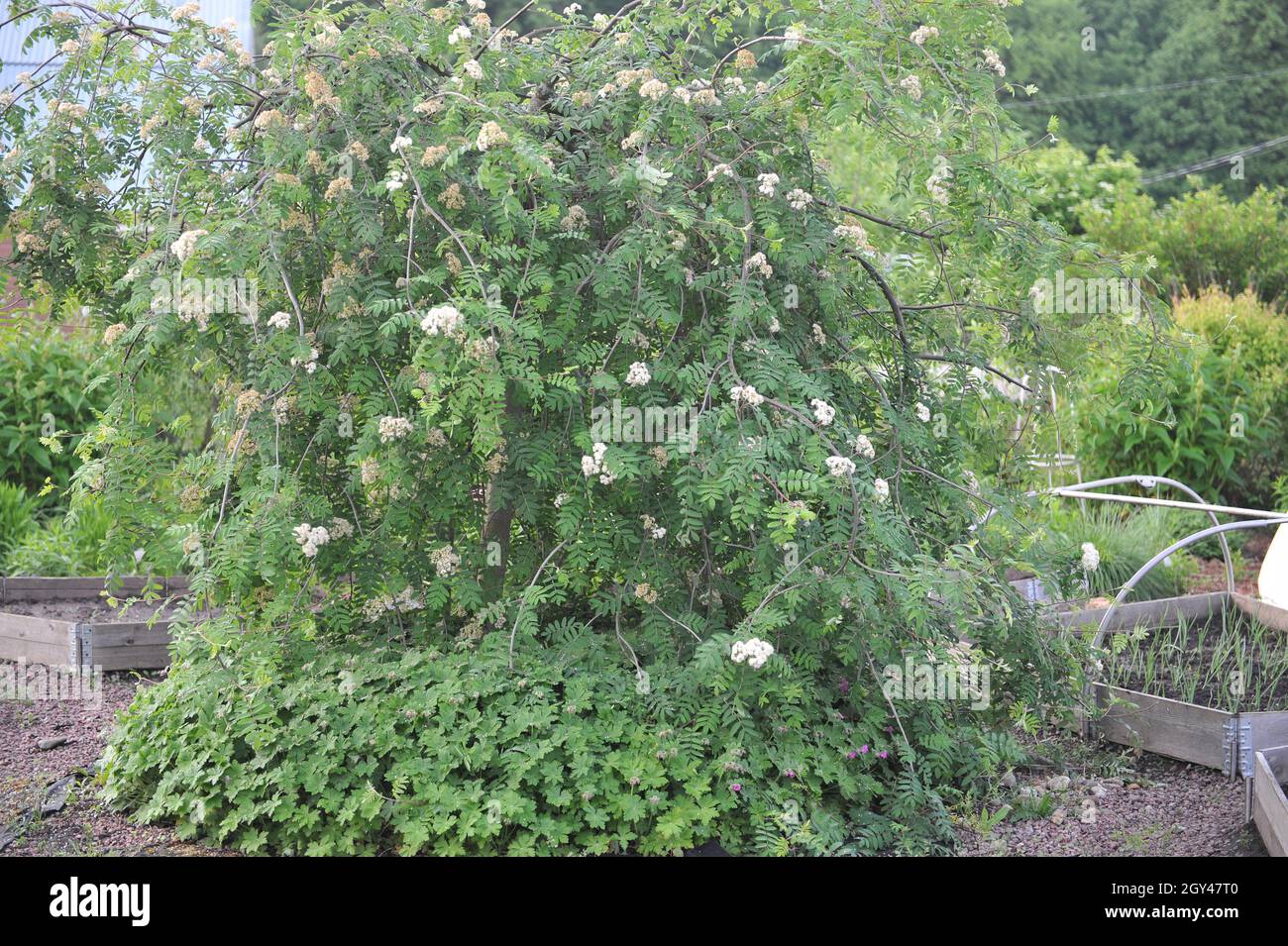 Weeping European mountain ash (Sorbus aucuparia Pendula) flowers in a middle of a vegetable garden with raised beds in a garden in May Stock Photo