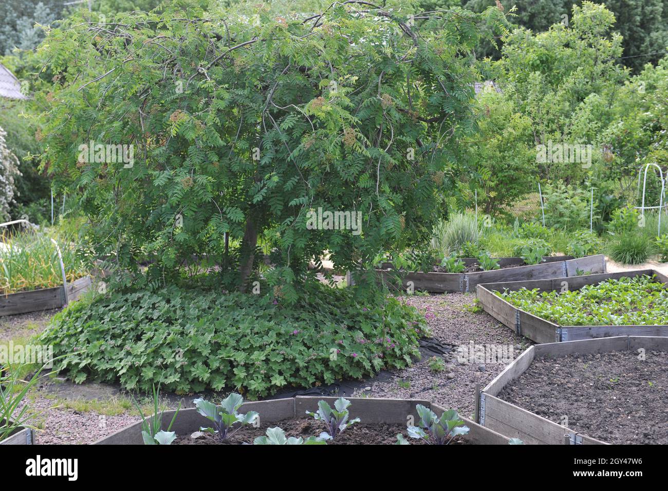 Weeping European mountain ash (Sorbus aucuparia Pendula) grows in a middle of a vegetable garden with raised beds in a garden in May Stock Photo