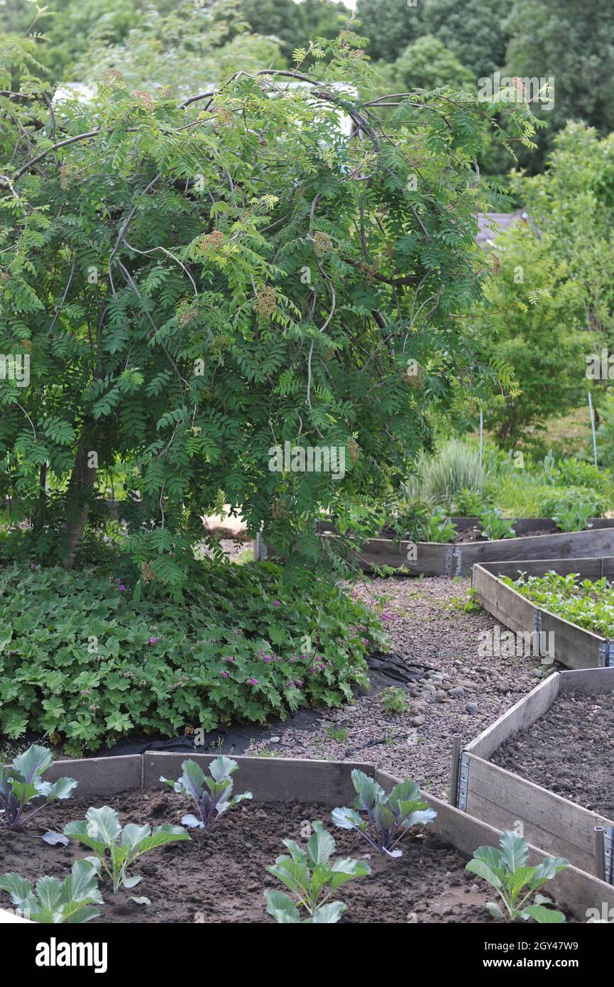 Weeping European mountain ash (Sorbus aucuparia Pendula) grows in a middle of a vegetable garden with raised beds in a garden in May Stock Photo