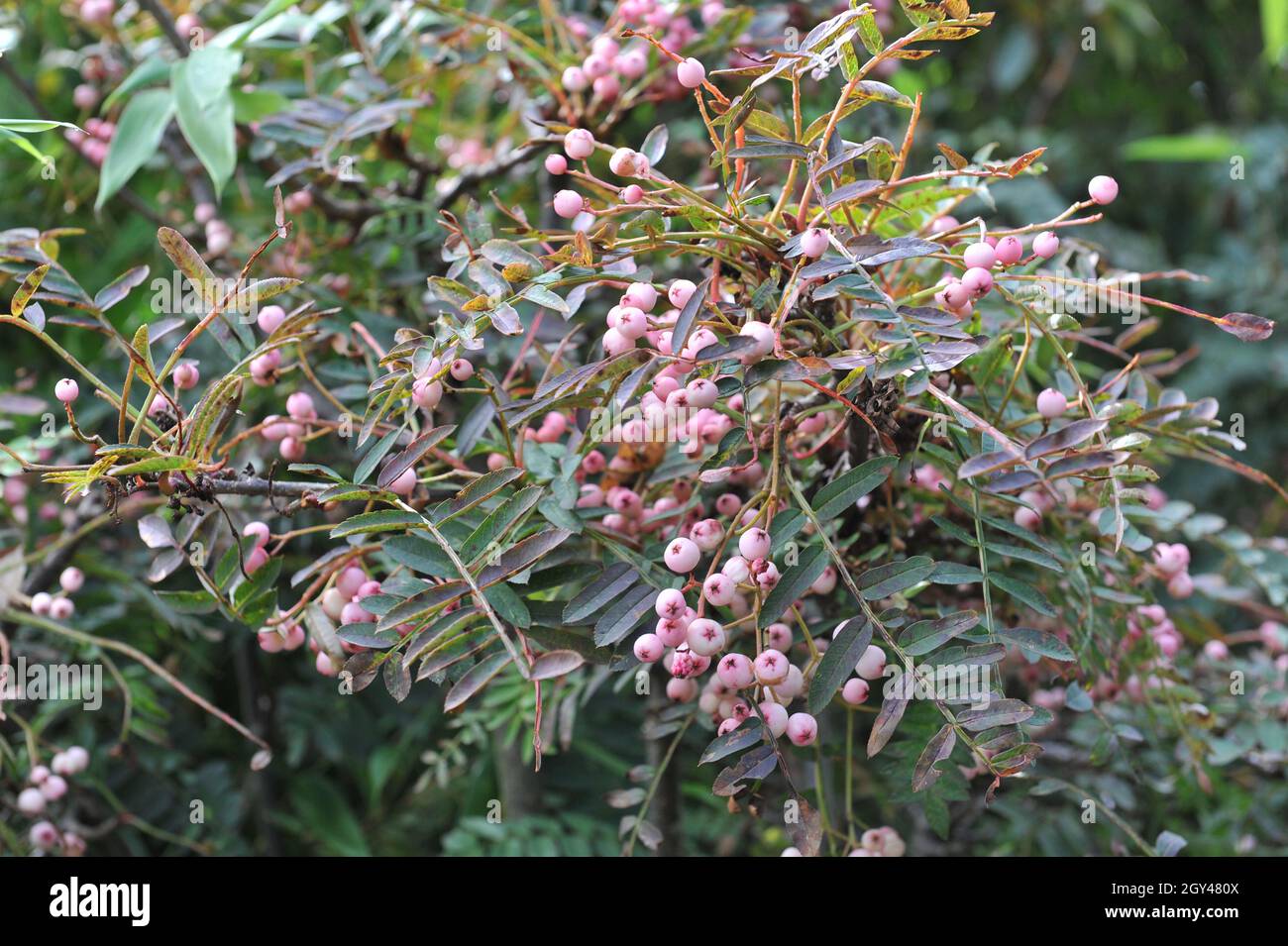 Mountain ash (Sorbus apiculata) bears pink fruits in September Stock Photo