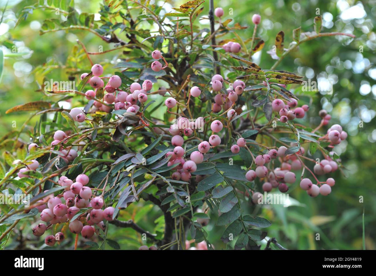 Mountain ash (Sorbus apiculata) bears pink fruits in September Stock Photo
