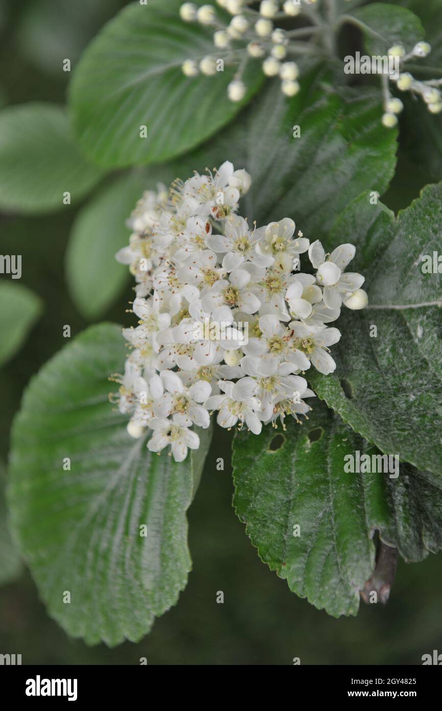 Common whitebeam (Sorbus aria) blooms in a garden in May Stock Photo