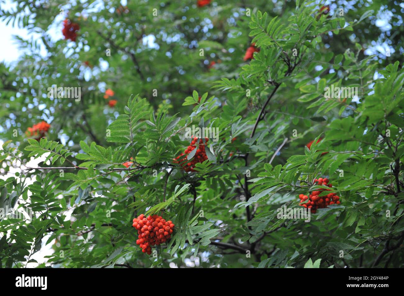European mountain ash (Sorbus aucuparia) bears red fruits in a garden in September Stock Photo