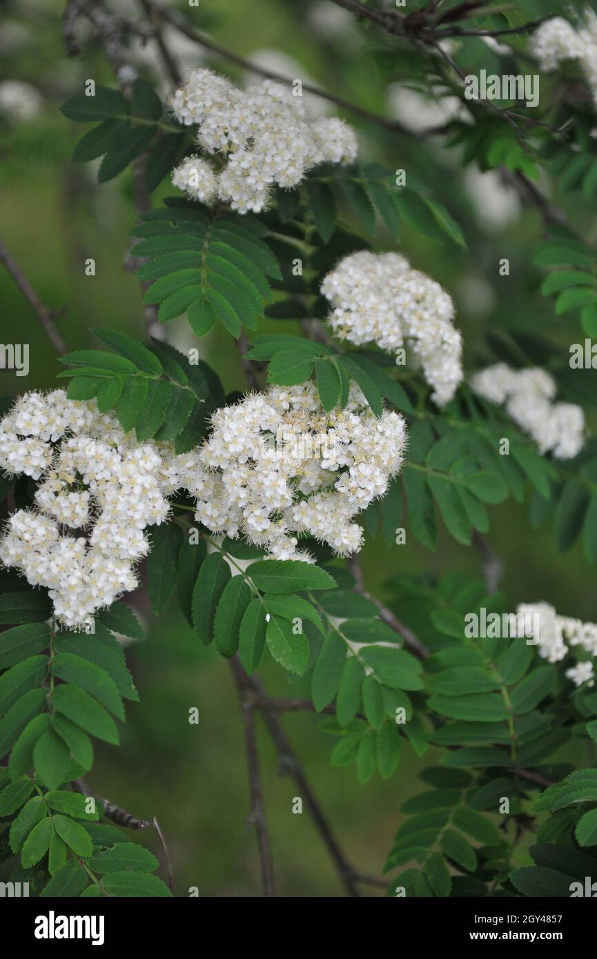 European mountain ash (Sorbus aucuparia) blooms in a garden in May ...