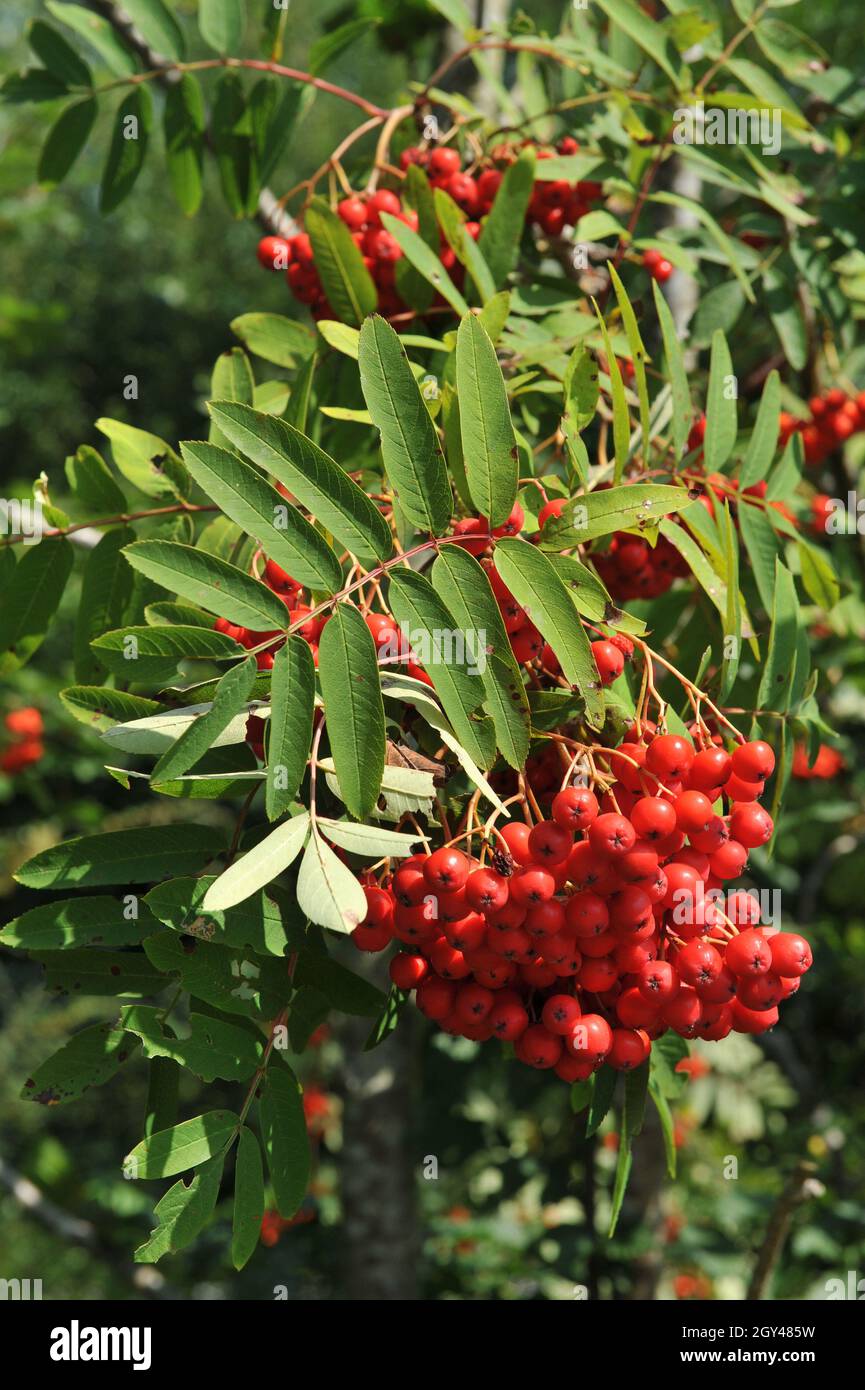 European mountain ash (Sorbus aucuparia) bears red fruits in a garden in September Stock Photo