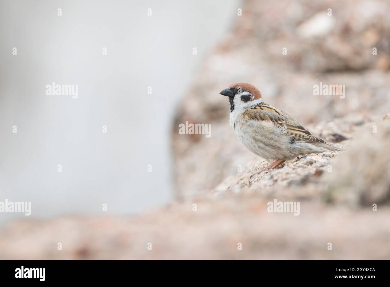 Eurasian Tree Sparrow - Feldsperling - Passer montanus, adult, Russia (Baikal), adult Stock Photo