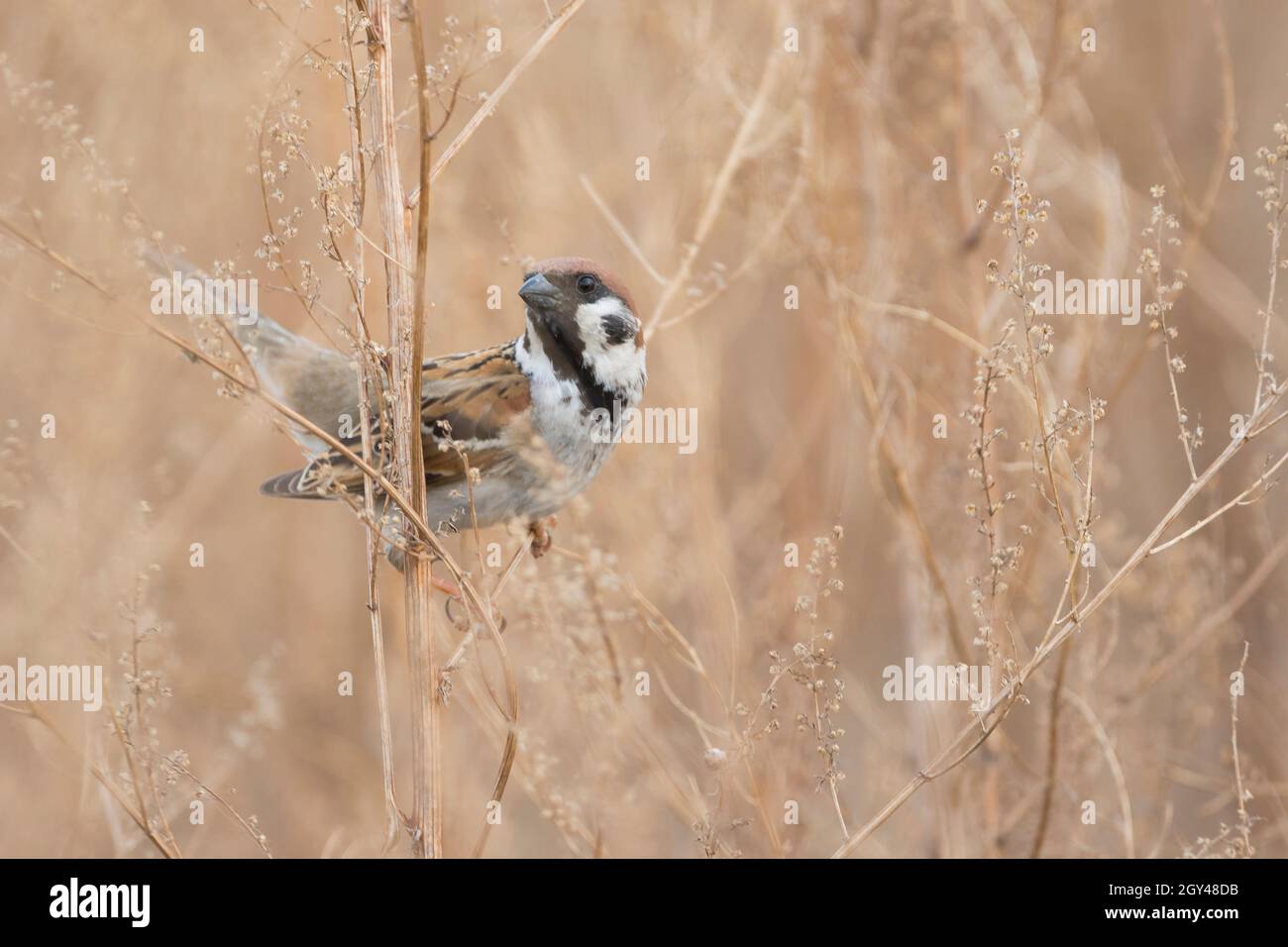 Eurasian Tree Sparrow - Feldsperling - Passer montanus, adult, Russia (Baikal), adult Stock Photo