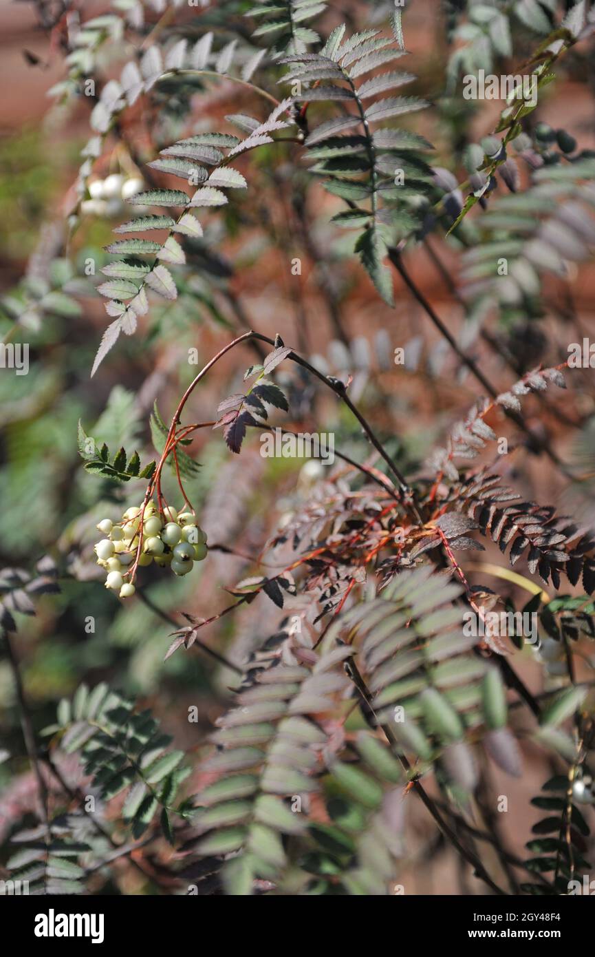 Koehne mountain ash (Sorbus koehneana) bears white fruits in a garden in September Stock Photo