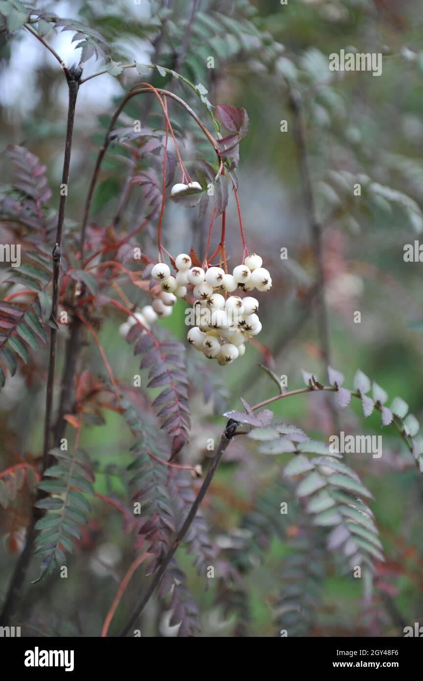 Koehne mountain ash (Sorbus koehneana) bears white fruits in a garden in September Stock Photo