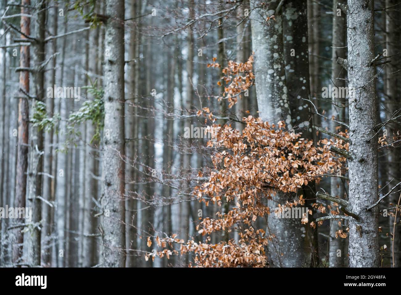 Eurasian Treecreeper - Waldbaumläufer - Certhia familiaris ssp. macrodactyla, Germany (Baden-Württemberg), bird in habitat Stock Photo