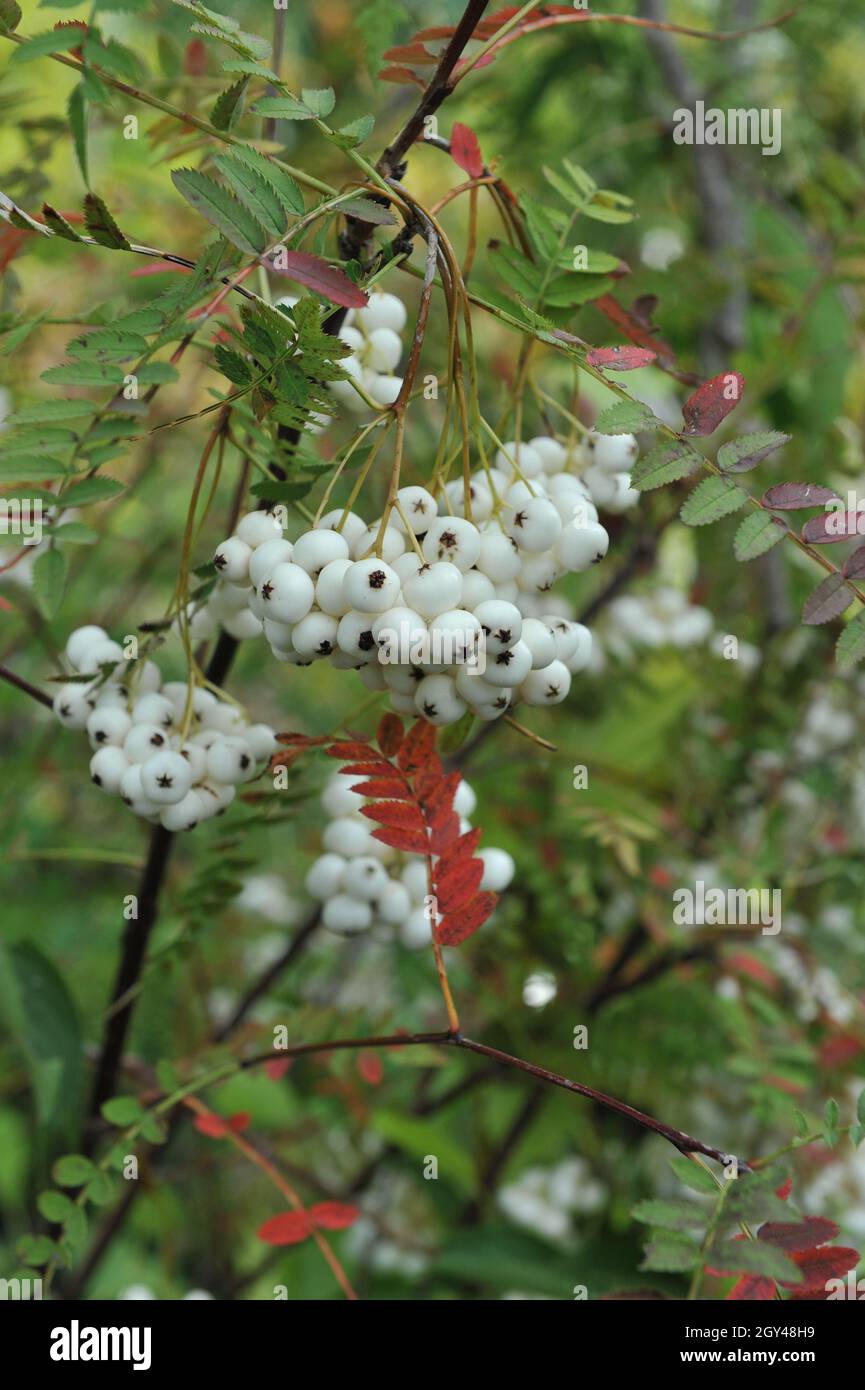 Koehne mountain ash (Sorbus koehneana) bears white fruits in a garden in August Stock Photo
