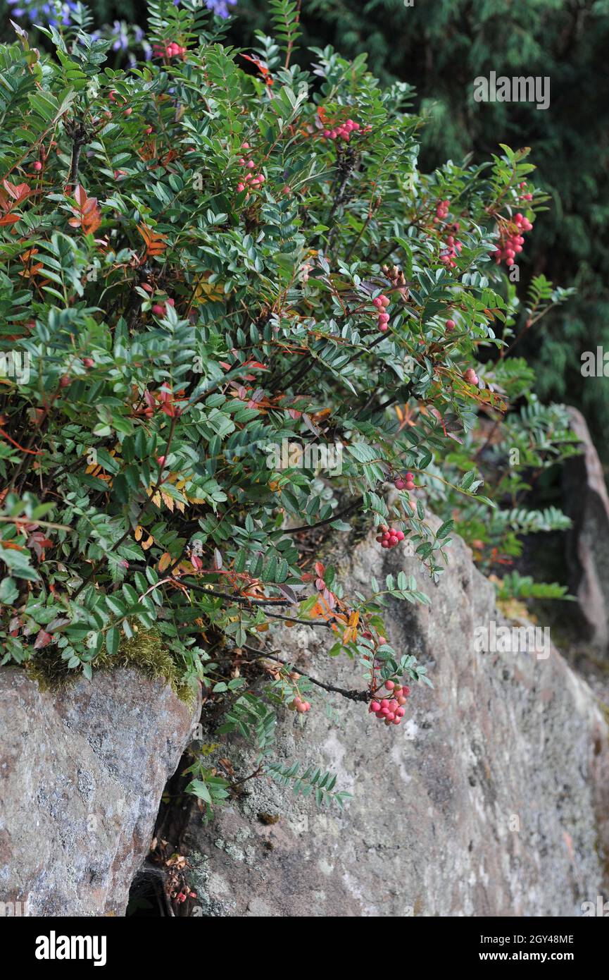 Chinese dwarf mountain ash (Sorbus reducta) bears pink fruits in a garden in September Stock Photo