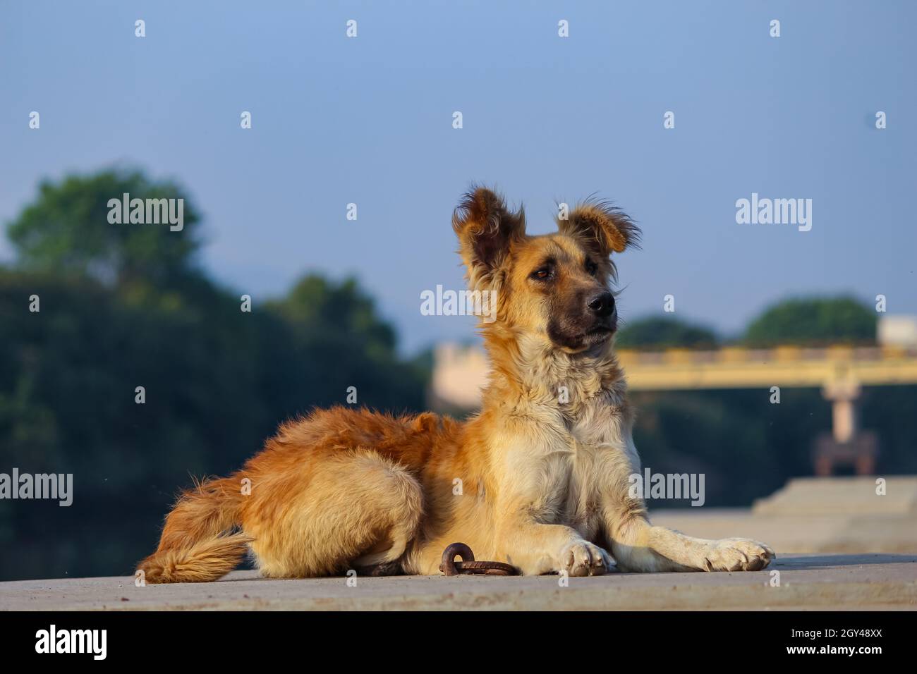 the beautiful Indian breed dog sitting the flor. Stock Photo