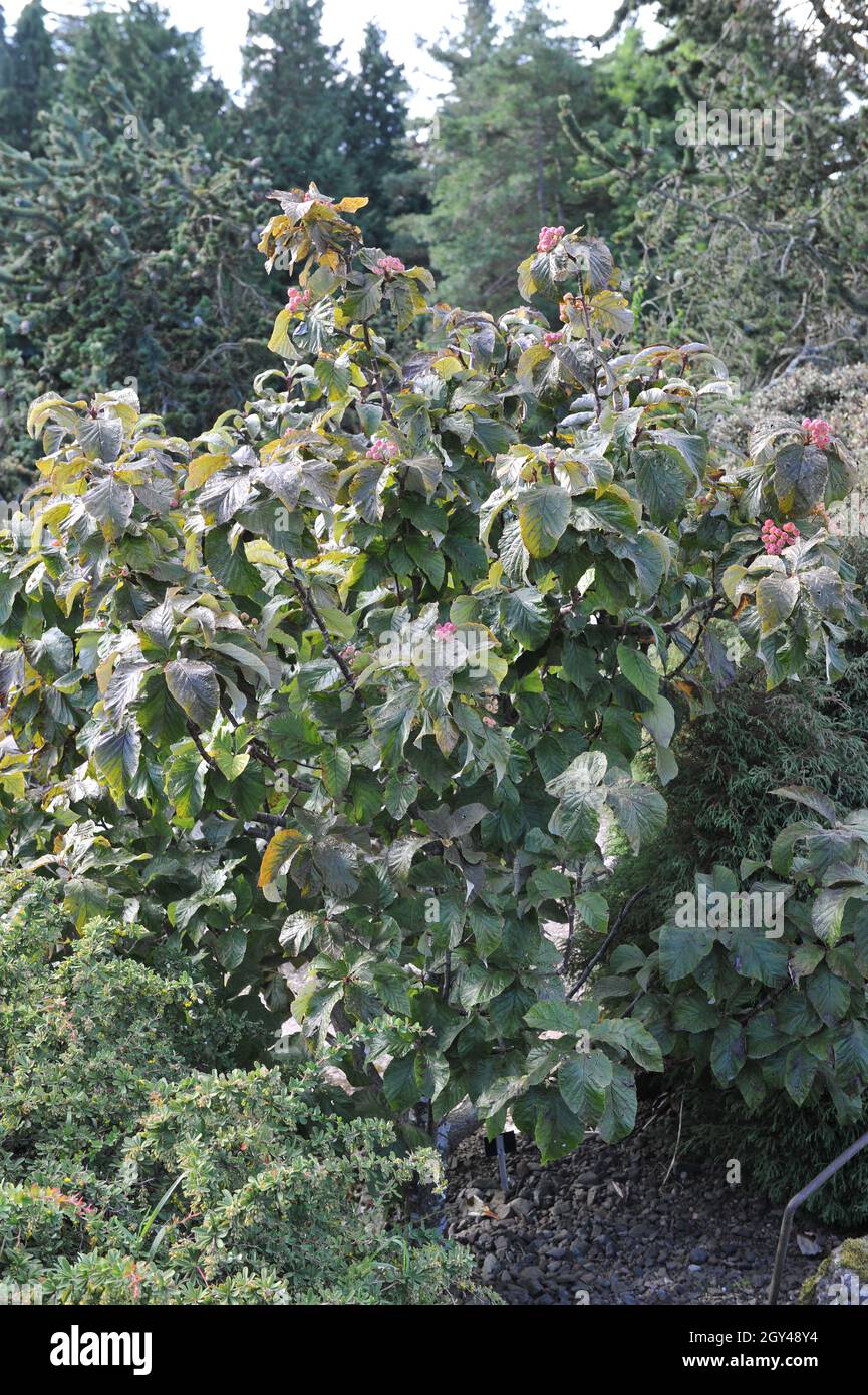 Himalayan whitebeam (Sorbus vestita) bears pink fruits in a garden in September Stock Photo