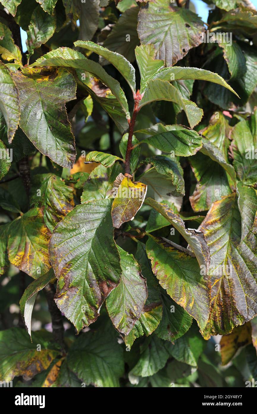 Foliage of a Himalayan whitebeam (Sorbus vestita) in a garden in September Stock Photo