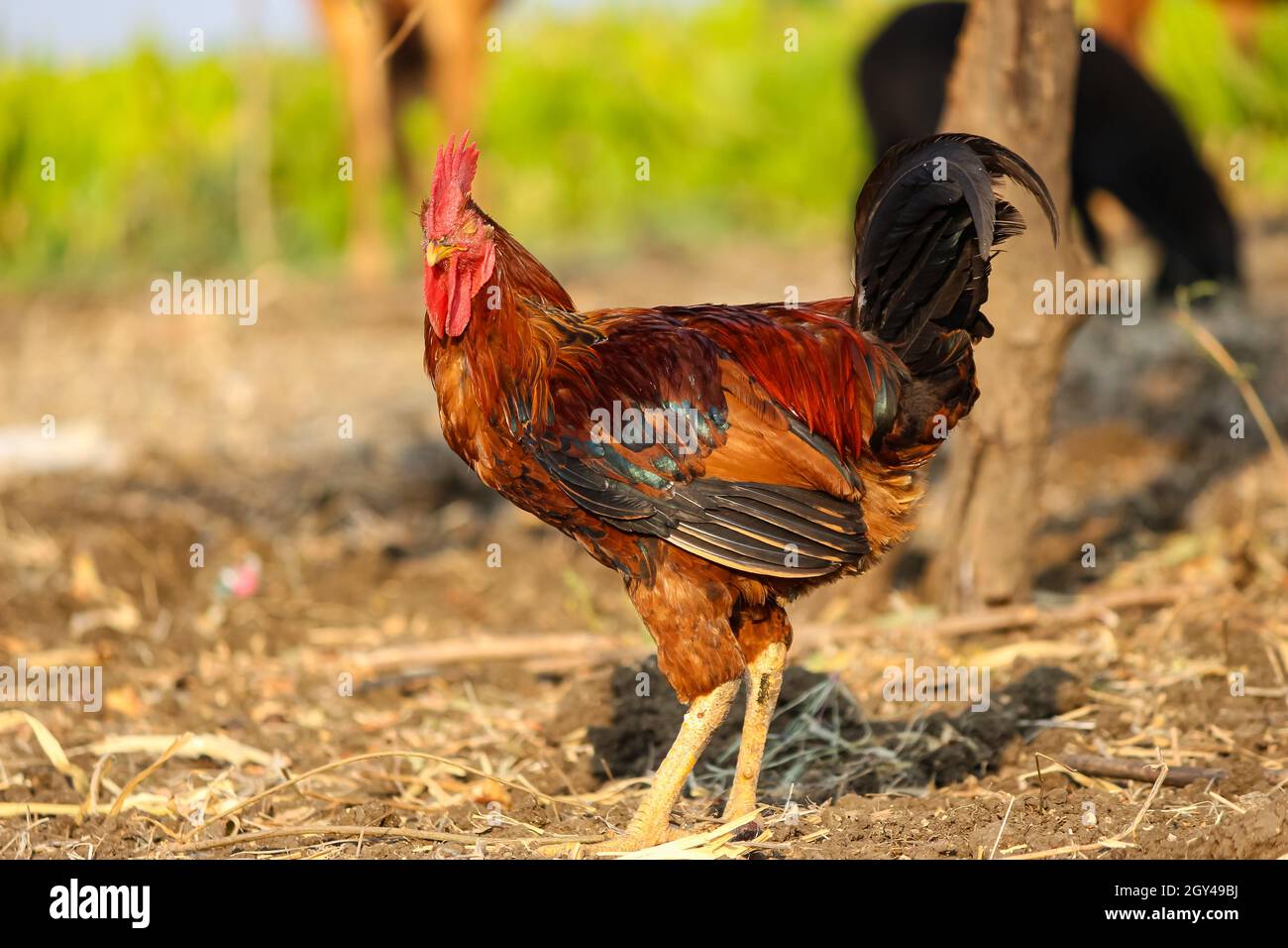 the-indian-breed-of-cock-looking-foe-the-camera-rural-india-stock