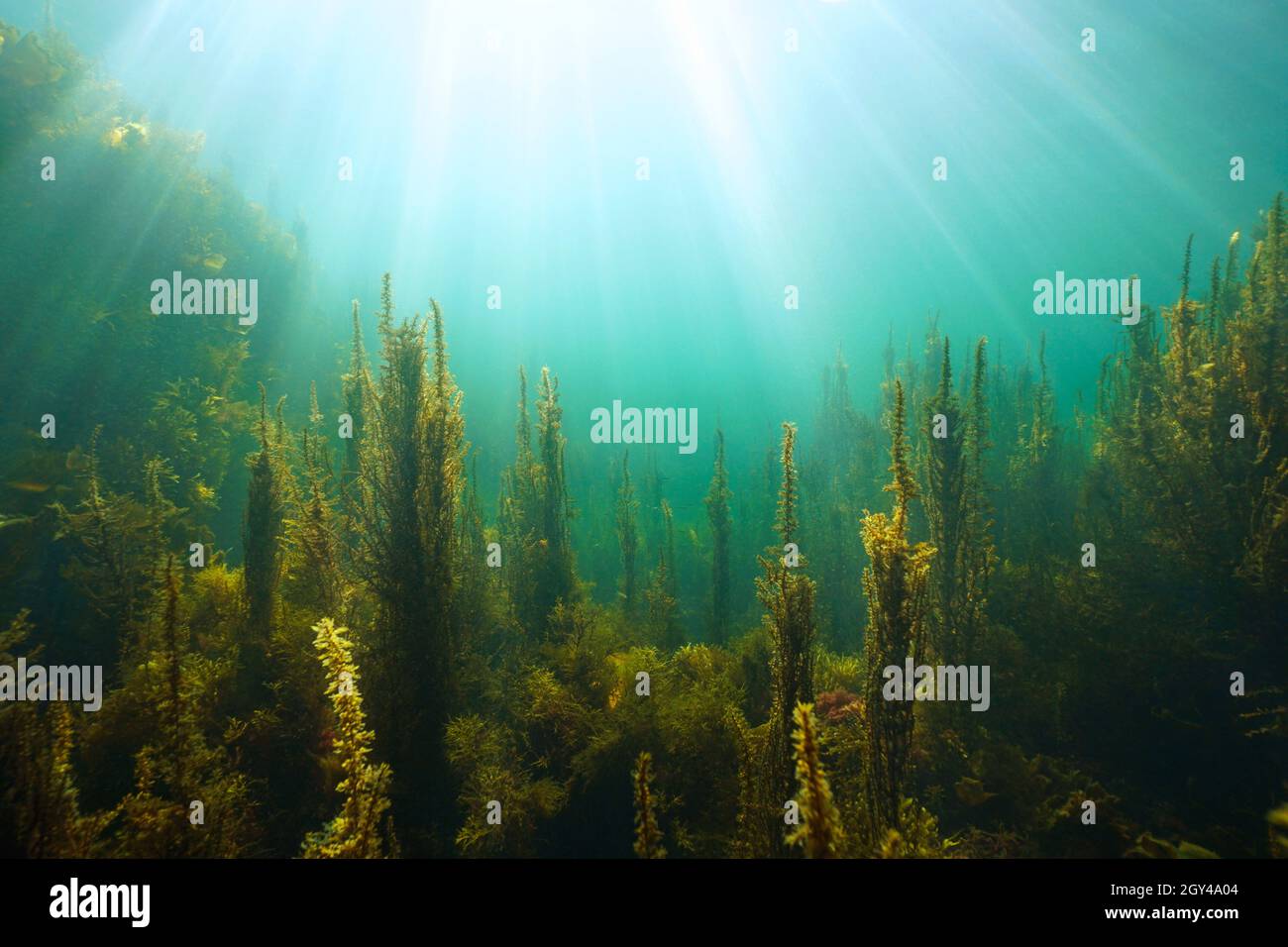 Algae and natural sunlight underwater seascape in the ocean, (brown seaweeds Sargassum and Cystoseira) Eastern Atlantic, Spain, Galicia Stock Photo