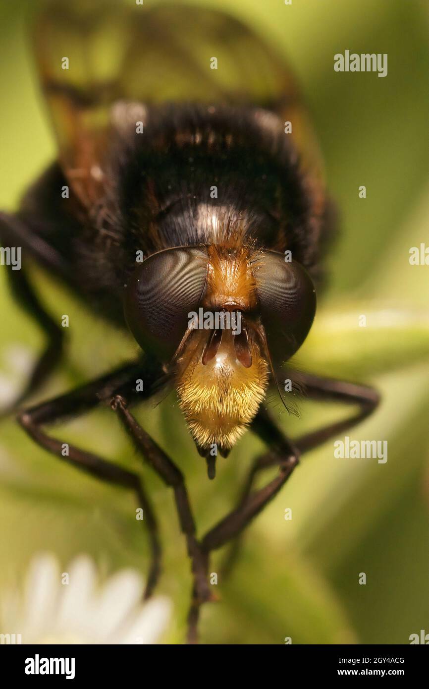 Frontal closeup on the Bumblebee hoverfly, Volucella bombylans Stock Photo